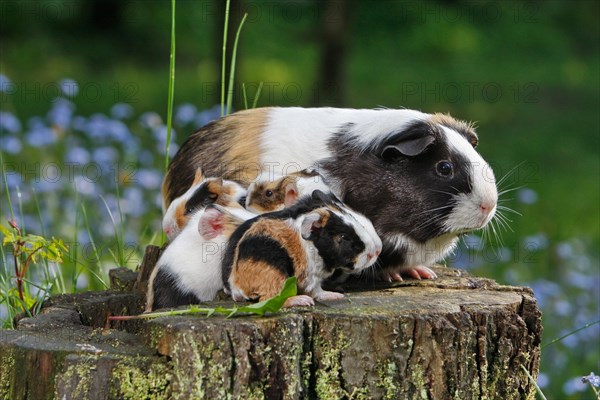 Guinea Pig pigs