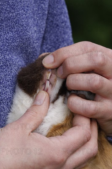 Guinea Pig pigs