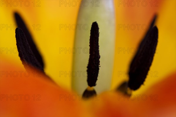 Pistil and stamens in a tulip