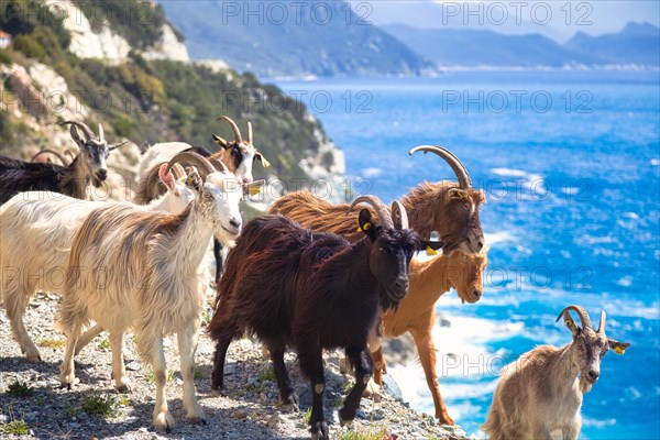 Corsican goats at Cap Corse