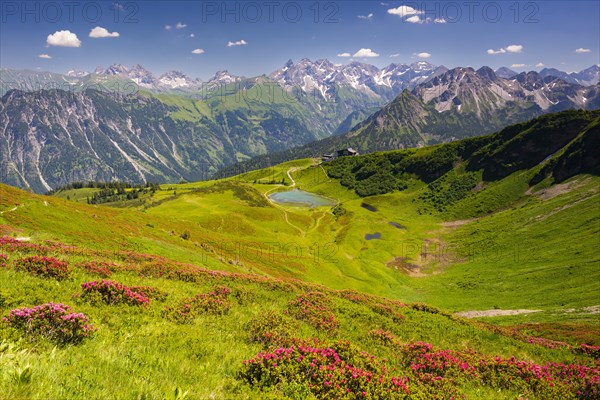 Alpine rose blossom