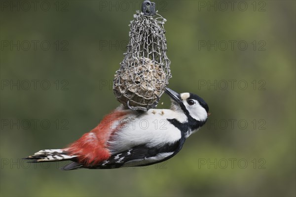 Great spotted woodpecker