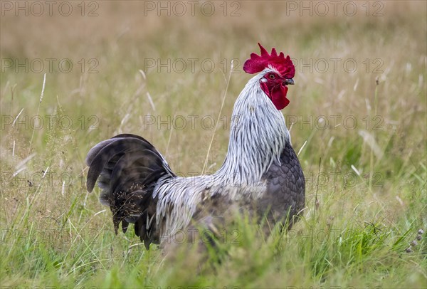 A free range rooster outside in the field. Bavaria