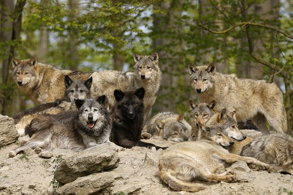 Algonquin wolf