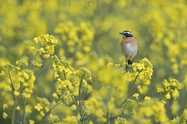 Whinchat