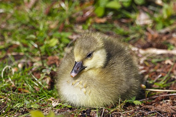 Greylag goose