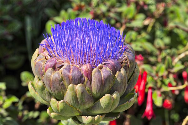 Artichoke