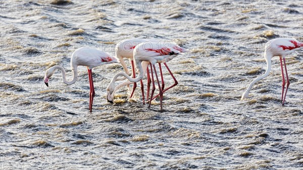 Flamingos