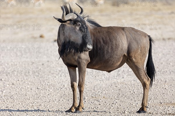 Wildebeest