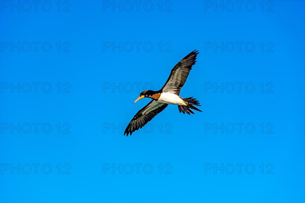 Seabird with its wings open during flight on a sunny day with blue sky in Rio de Janeiro