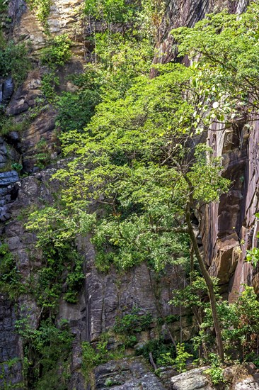 Forest vegetation blending with the rocks on a rocky slope in the Brazilian cerrado
