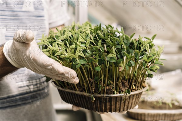 Scientist examining produce in a greenhouse. Soybean seedling growth trial