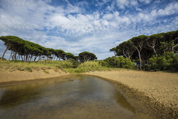 Beach and old pine trees