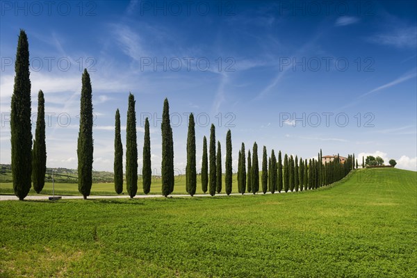 Farmhouse and cypresses