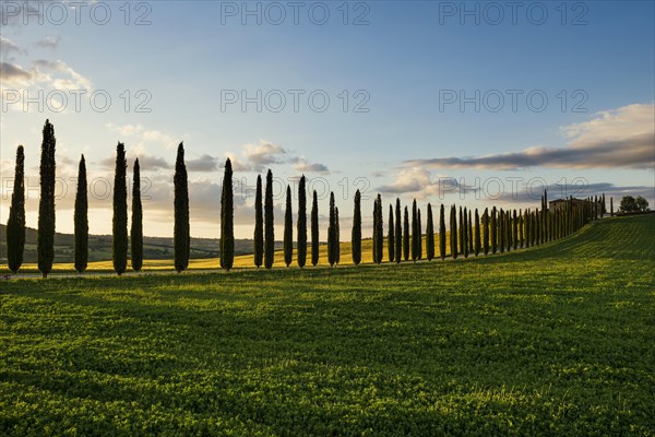 Farmhouse and cypresses