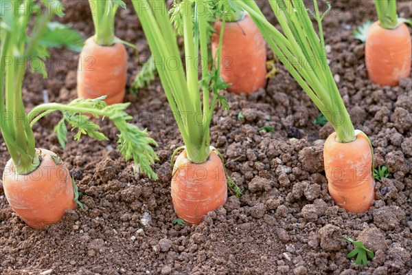Close-up of carrots planted in an organic vegetable garden