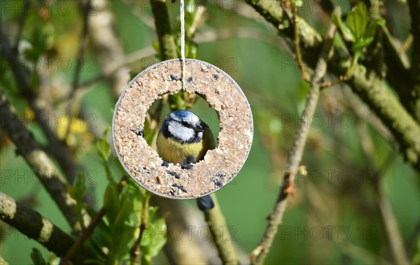 Blue tit