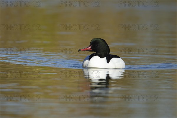 Goosander