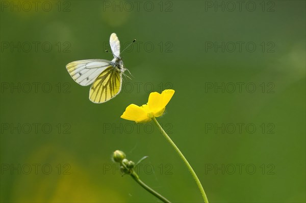 Two orange tip