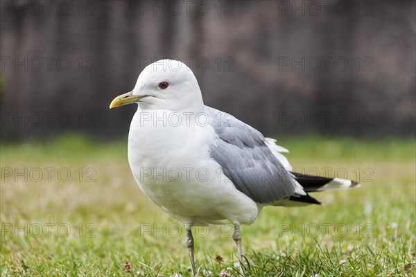 Seagull