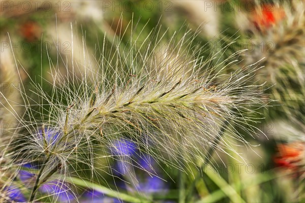 Long bristle feather grass