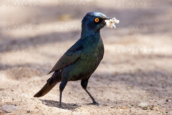 Black-bellied Glossy Starling