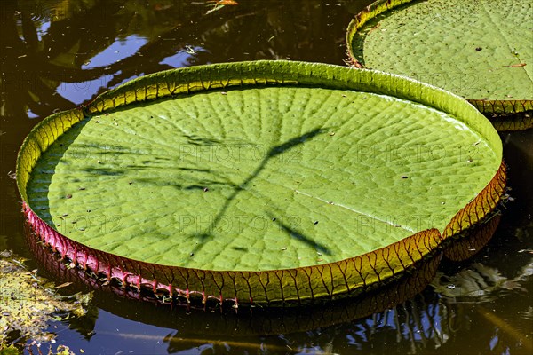 Great green Victoria Regia floating on the calm waters of a lake in the tropics