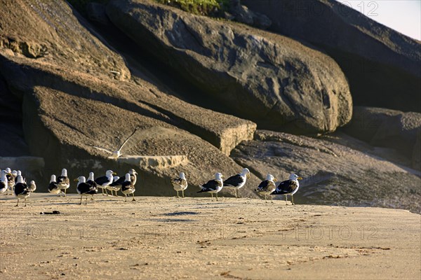 Seagulls resting on the sand at Devil beach in Ipanema in Rio de Janeiro