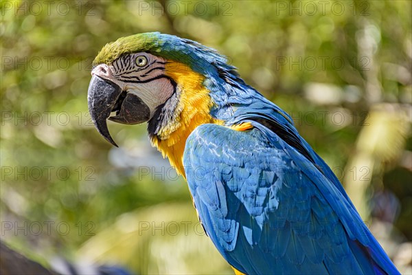 Macaw perched on a branch with vegetation of the Brazilian rainforest behind