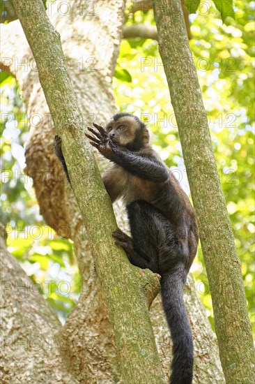 Young black Capouchin monkey climbing on a tree in the rainforest of Rio de Janeiro