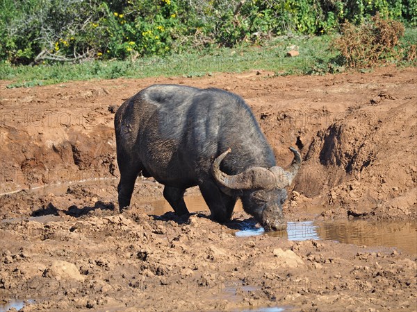 African buffalo