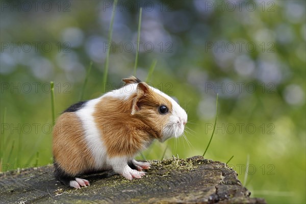 Guinea Pig pigs