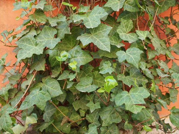 Ivy leaves texture
