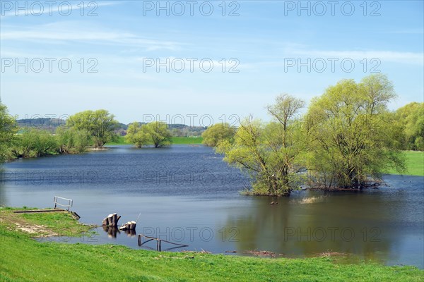 Flooded Elbe oxbow lakes in spring