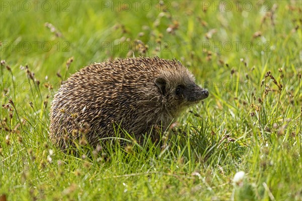 Hedgehog