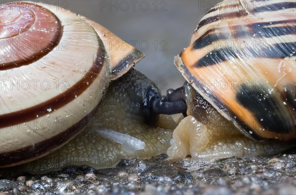 Grove snail