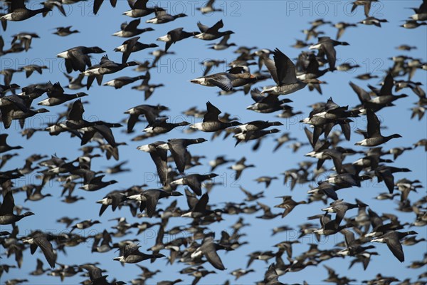 Brent goose