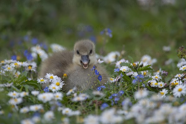 Greylag goose