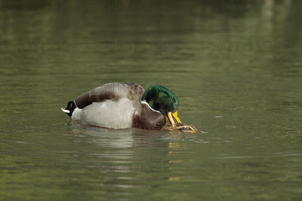 Mallard duck