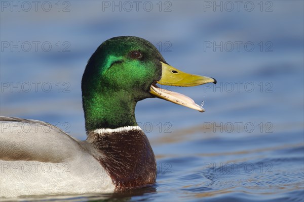 Mallard duck