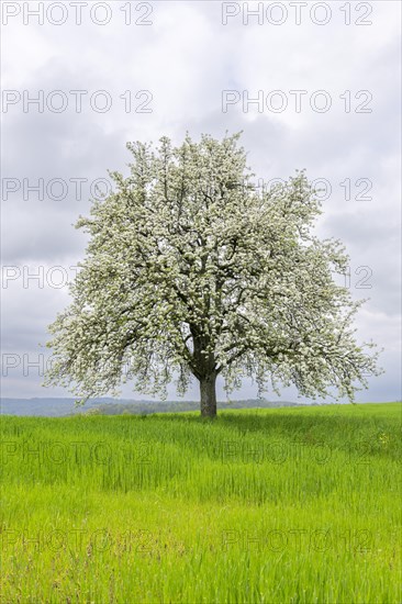 Flowering pear tree