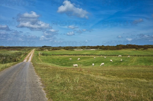 View on integral nature reserve on dutch island Texel with road leading through meadows and flock of sheep freely grazing in front of blue summer sky