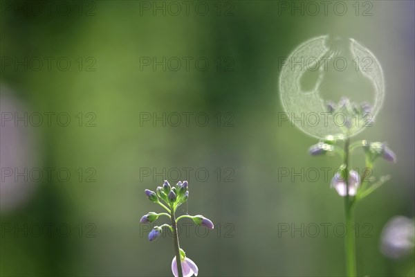 Meadowfoam in spring