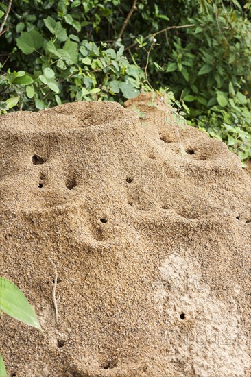 Anthill