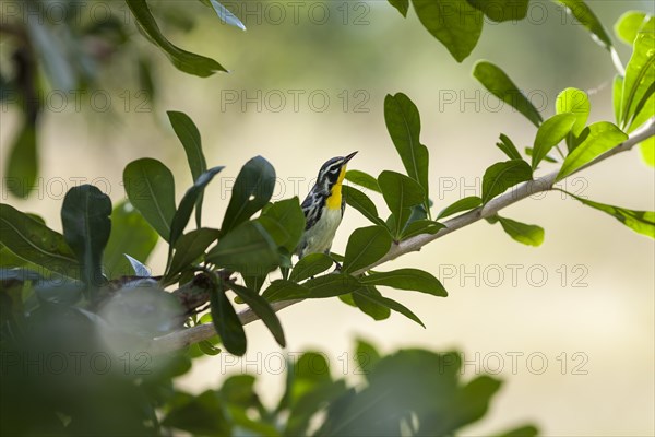 Yellow-throated warbler