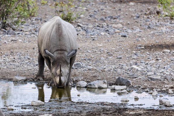 White rhinoceros