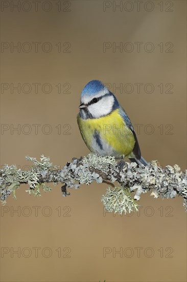 Blue tit