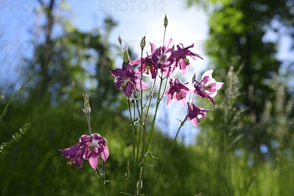 European columbine