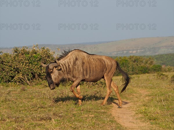 Blue wildebeest