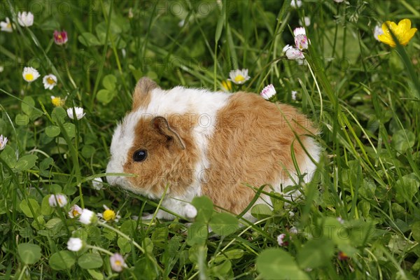 Guinea Pig pigs